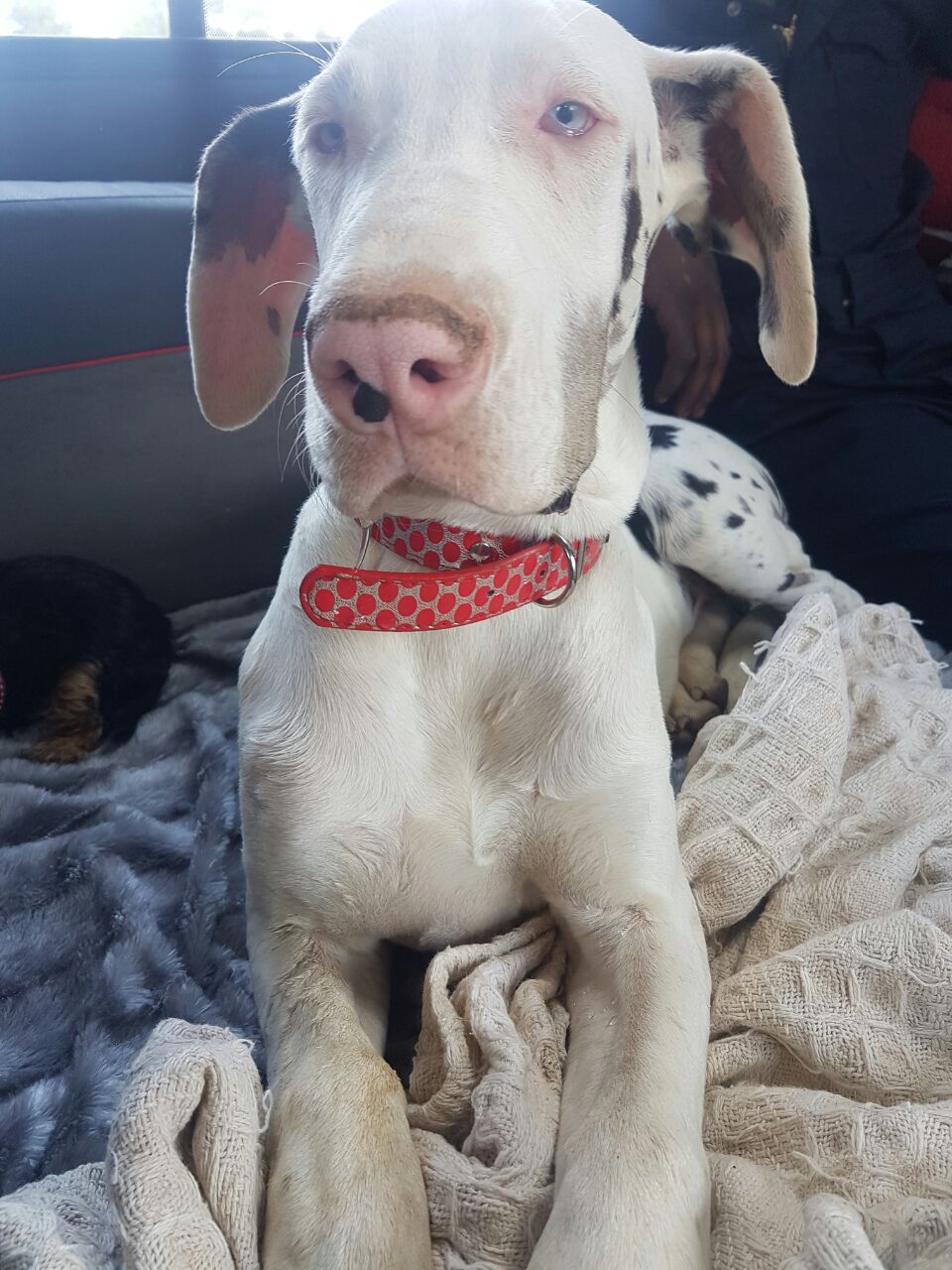 All white best sale great dane