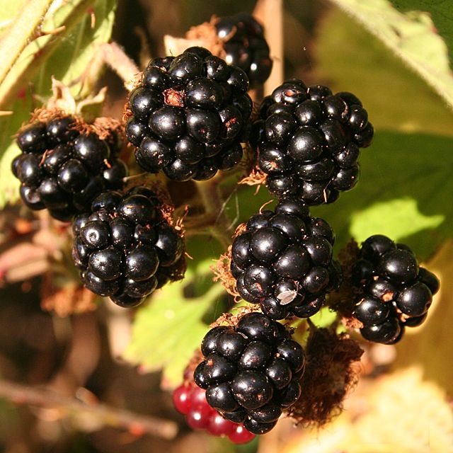 blackberries.jpg