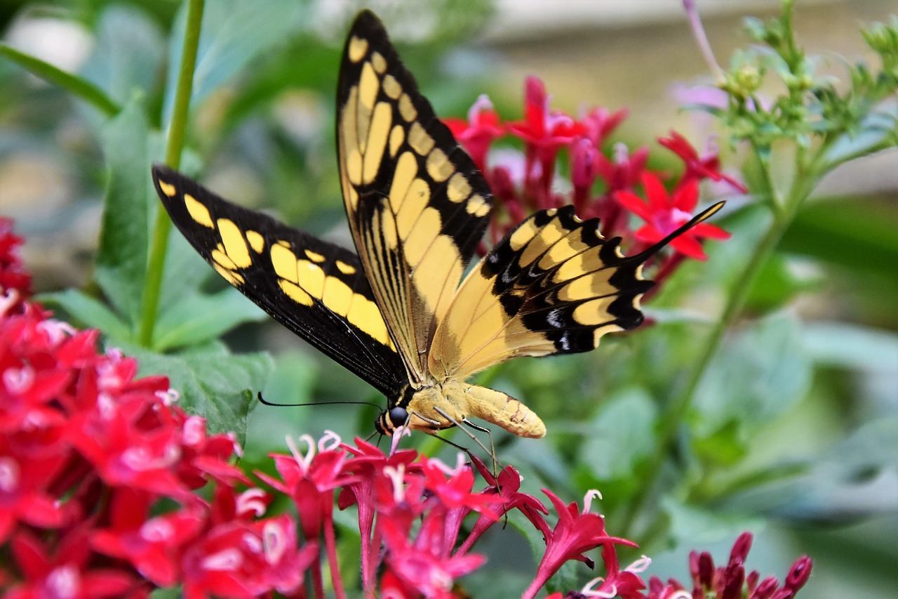 butterfly-3226128_1280.jpg