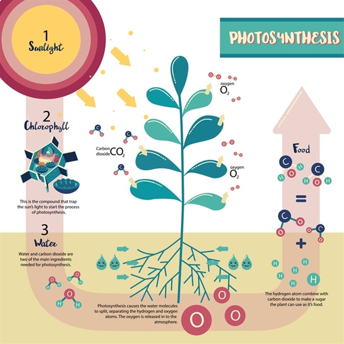 photosynthesis1.jpg