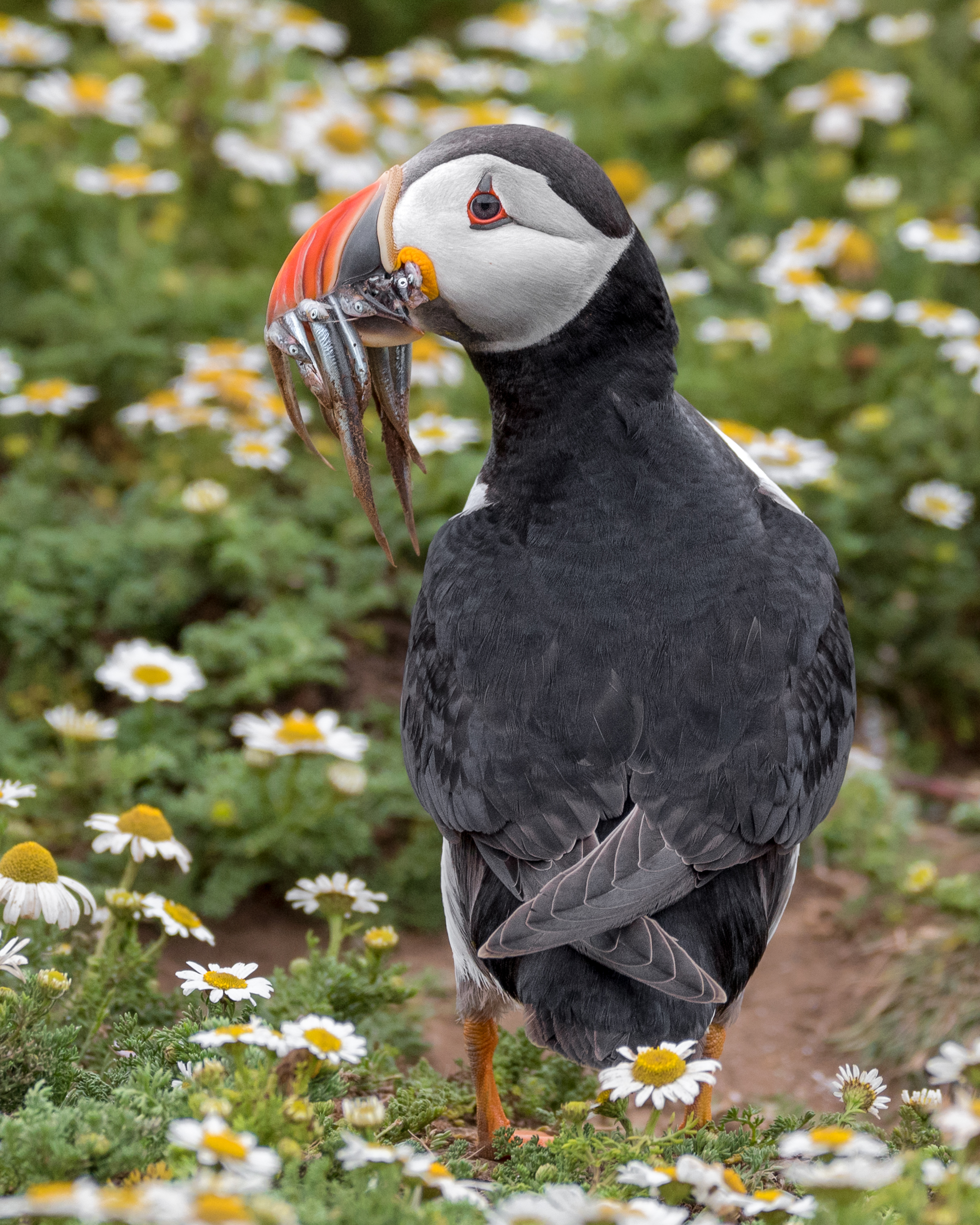 Puffin 2.JPG