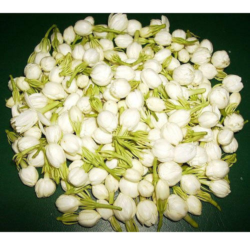 white-jasmine.jpg