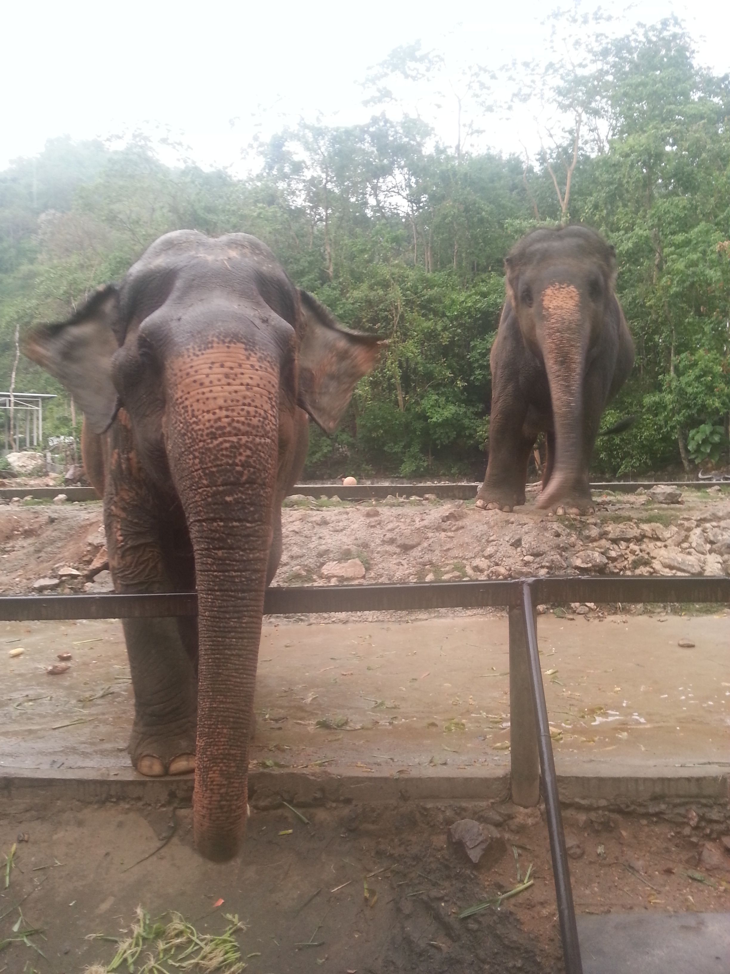 Khao Kheow Open Zoo13.jpg