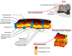 Cell_membrane_detailed_diagram_3.svg.png