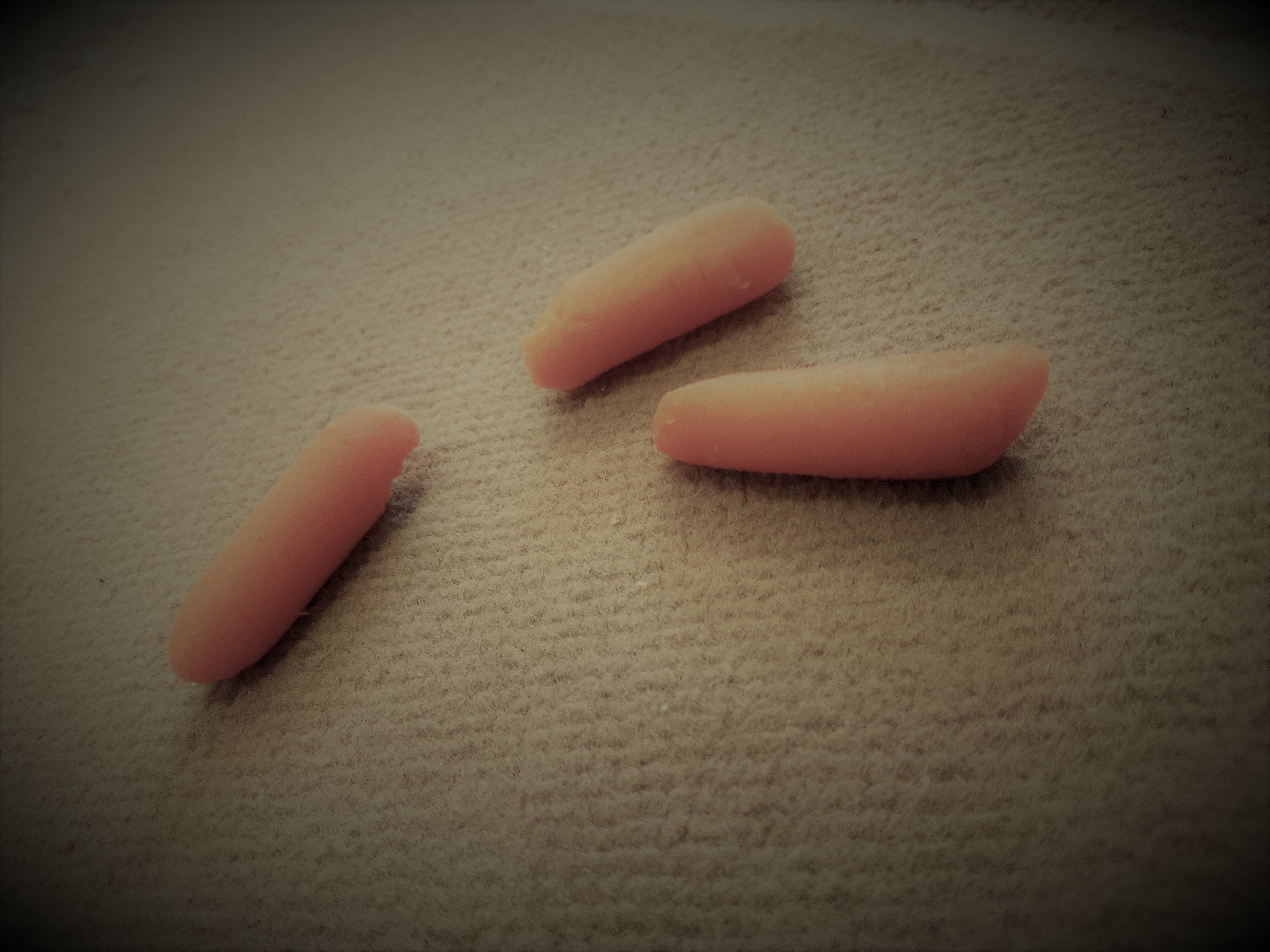 Carrots.jpg