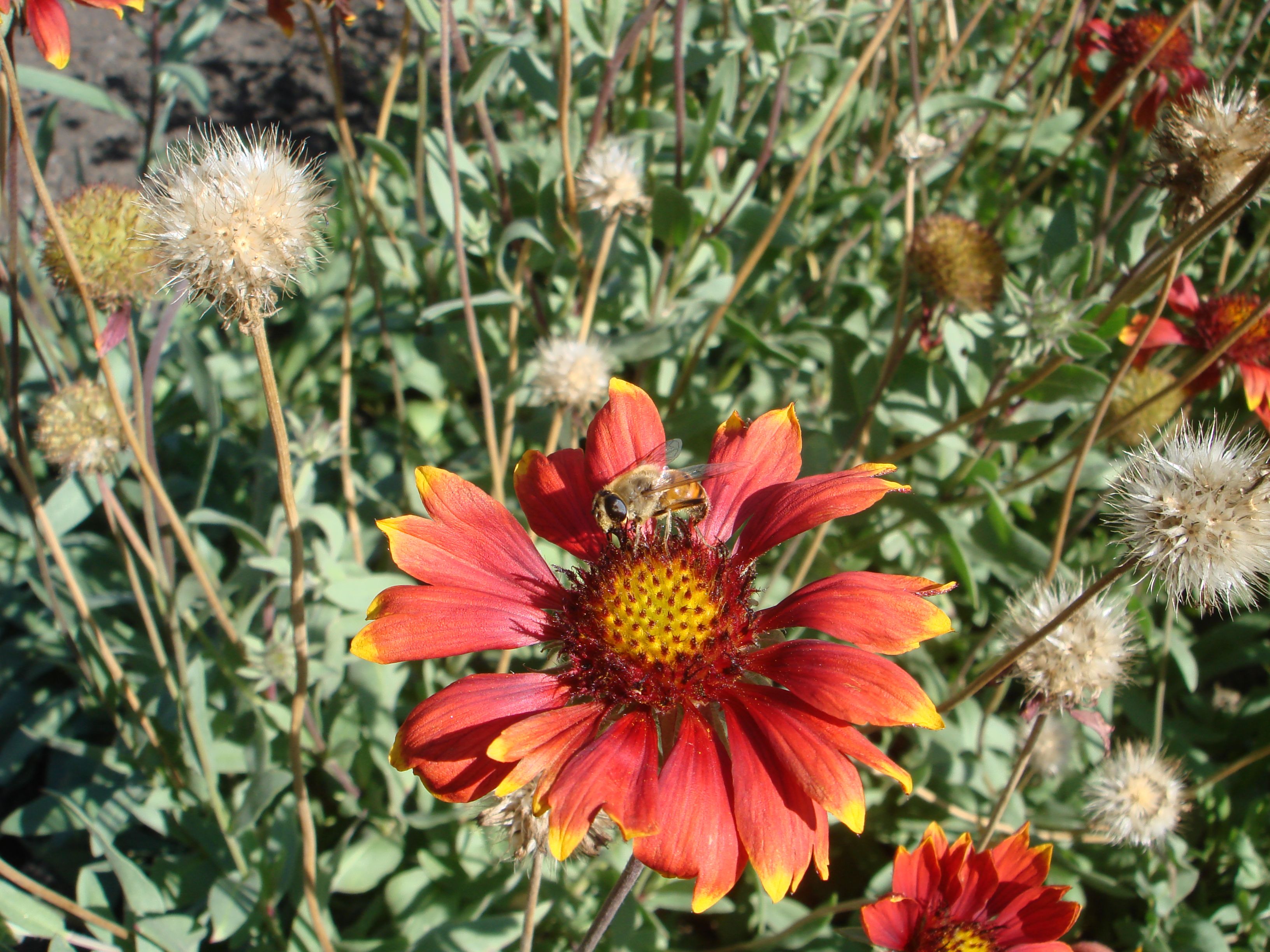 DSC08483.JPG