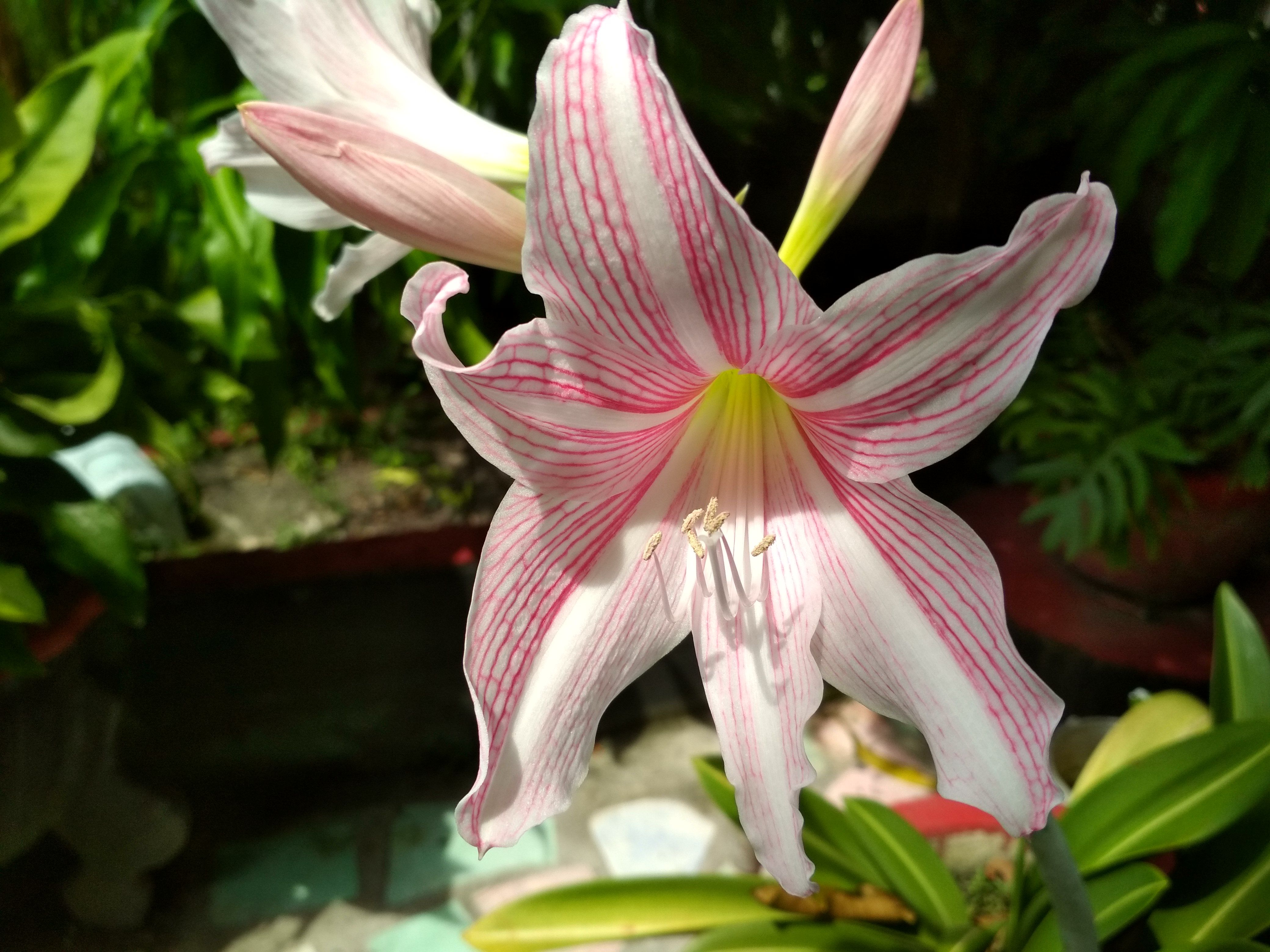 The Bakung Flower One In Nine 1 Poison 9 Helpful Bunga Bakung One In Nine 1 Beracun 9 Bermamfaat 2language Eng Ind Steemit