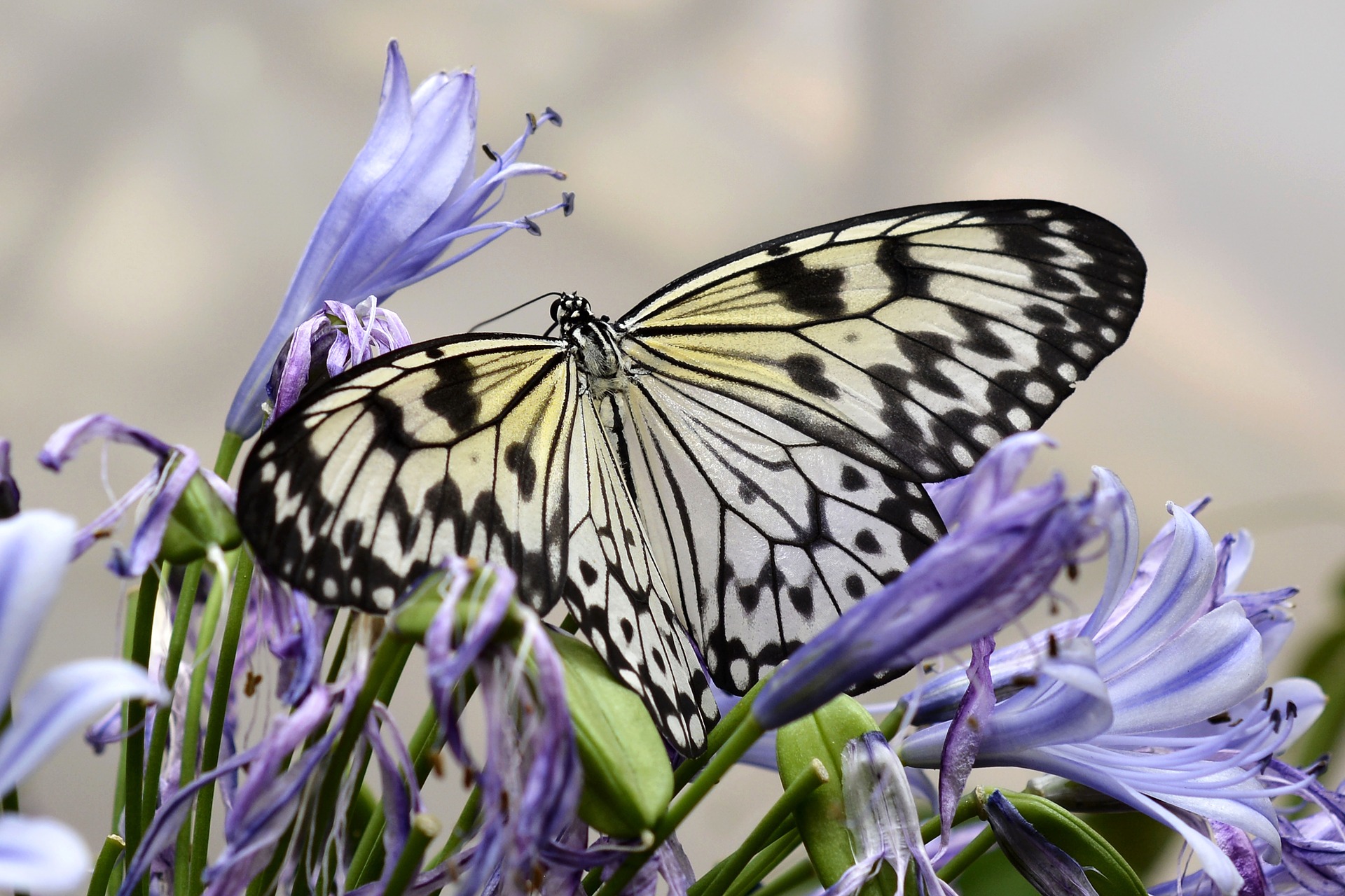 butterfly-2869792_1920.jpg