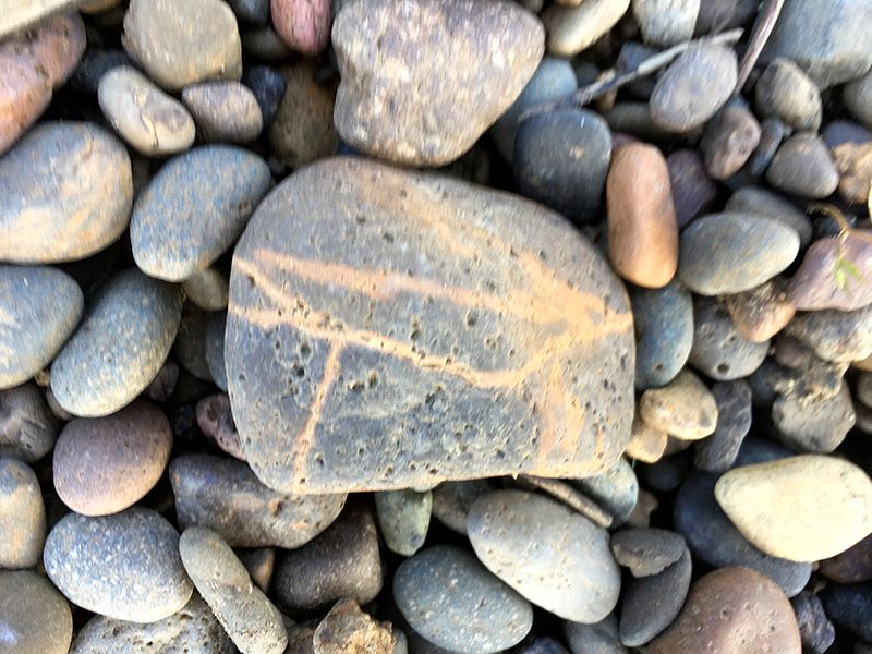 Dog on rock.JPG