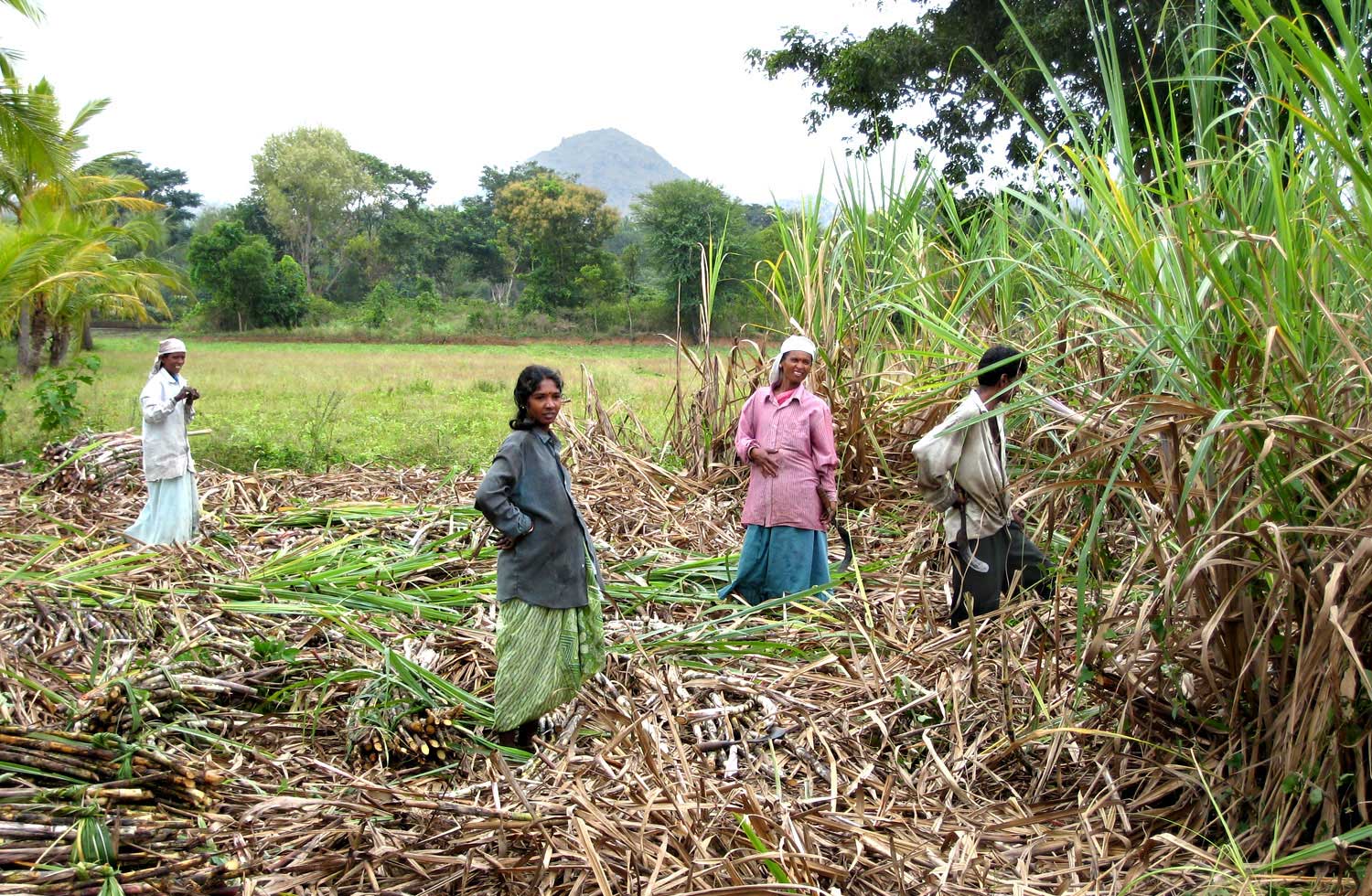 klimaschutzprojekt-indien-7107-1.jpg