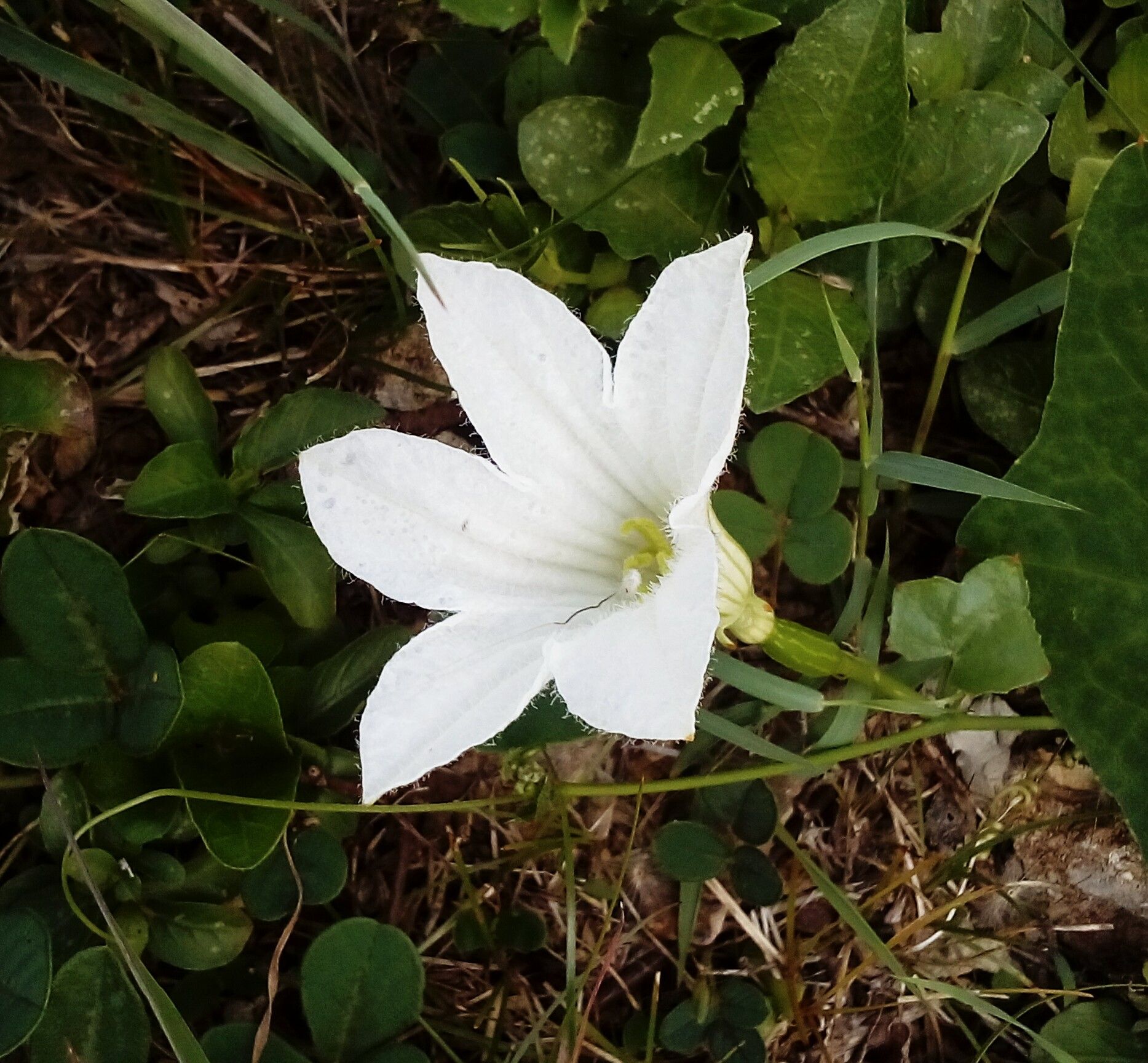 white flower.jpg