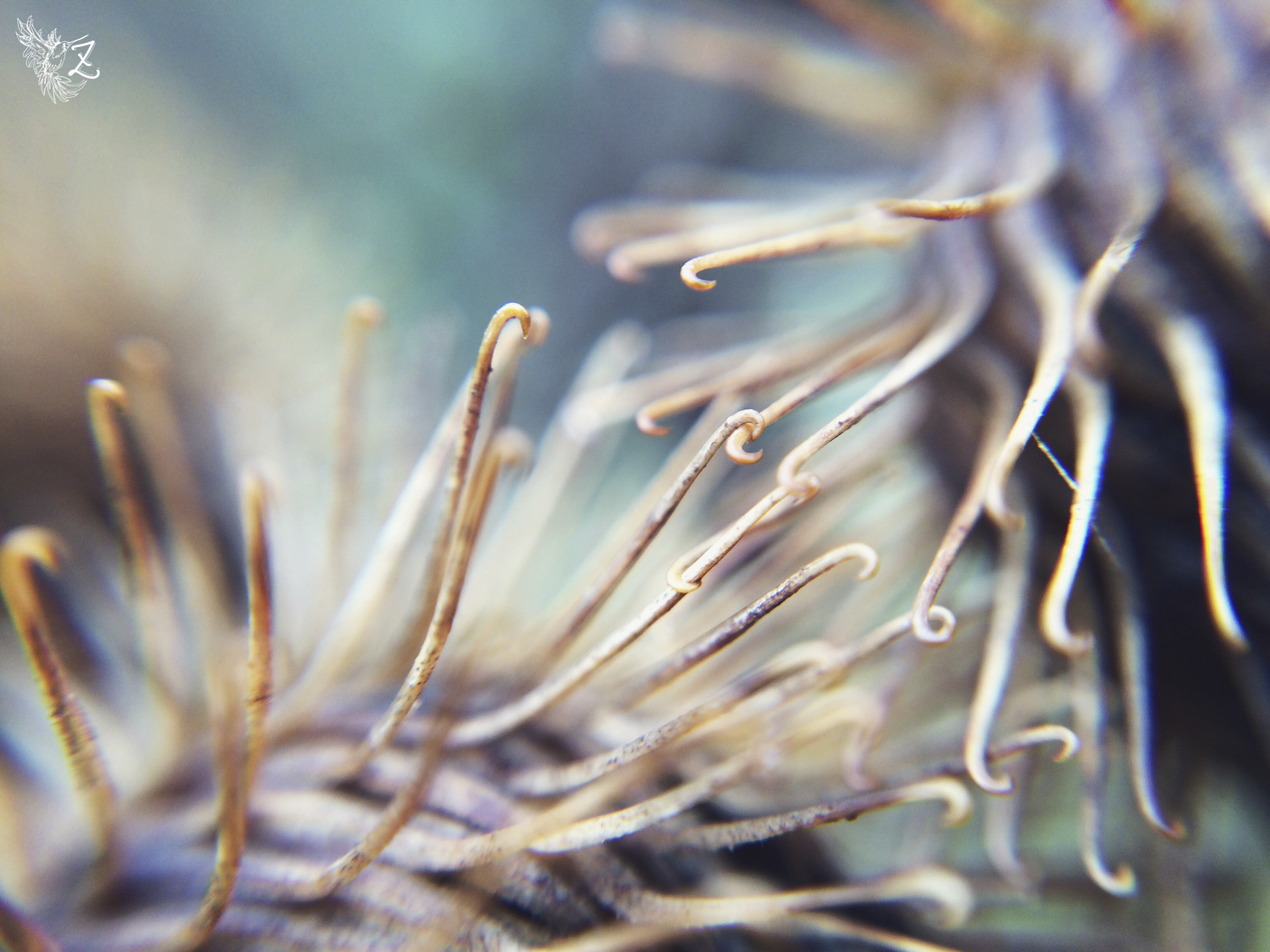 i-macro-34.jpg