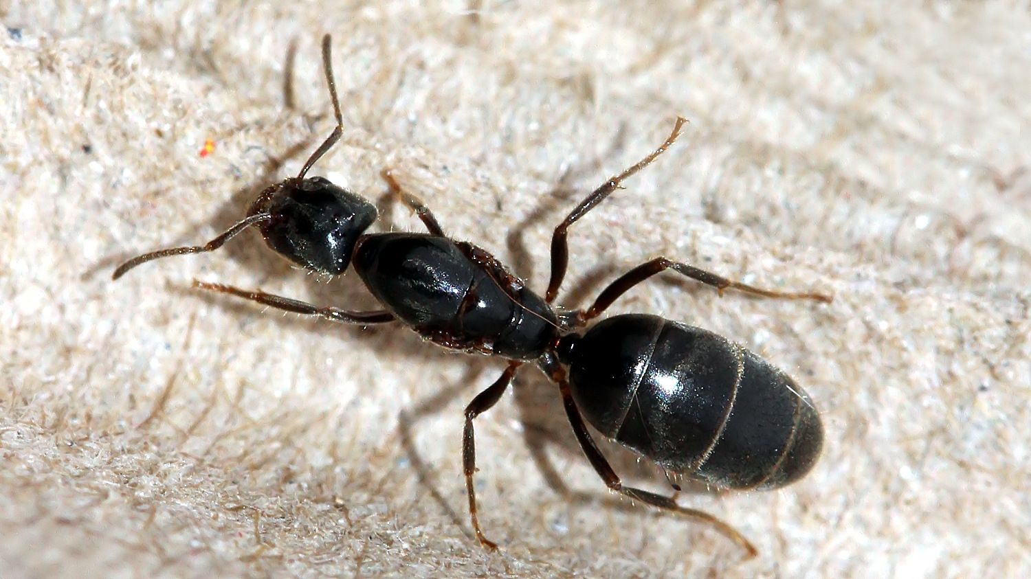 Camponotus sp 4 2017-10-14.jpg