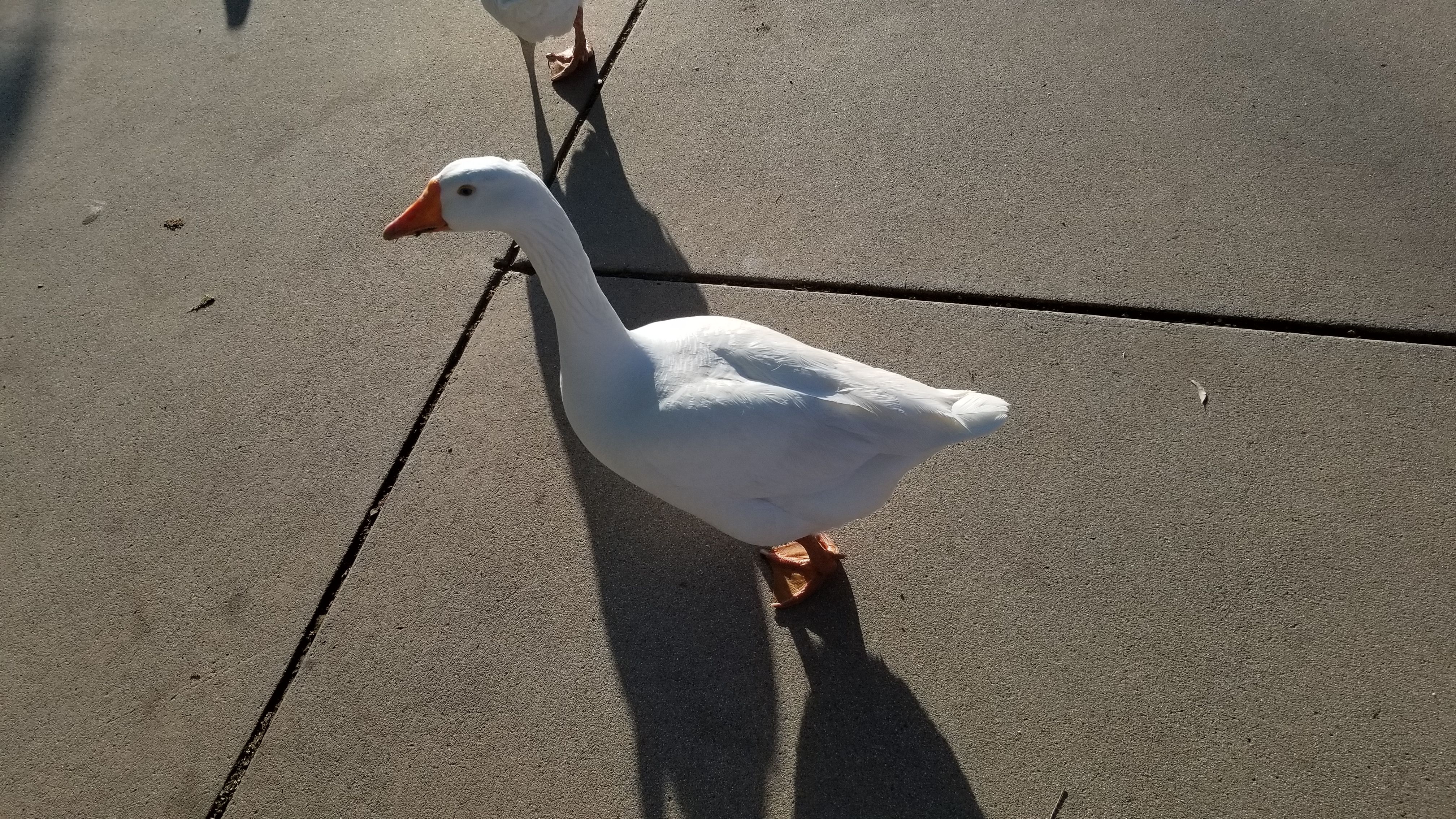 duck.jpg