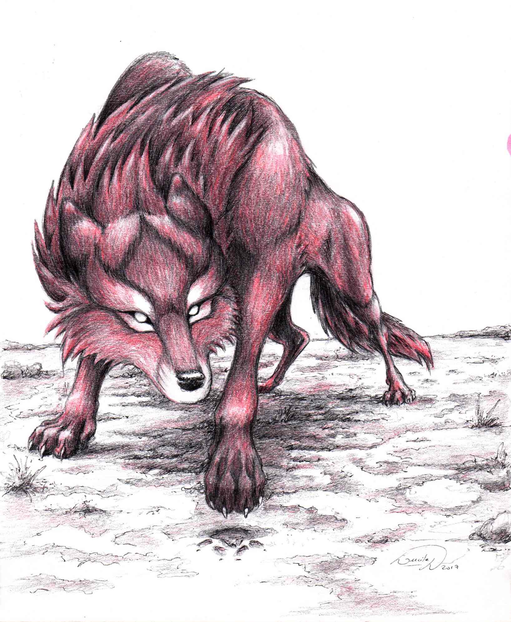 loup001b.jpg