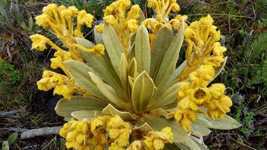 flor-de-frailejon.jpg