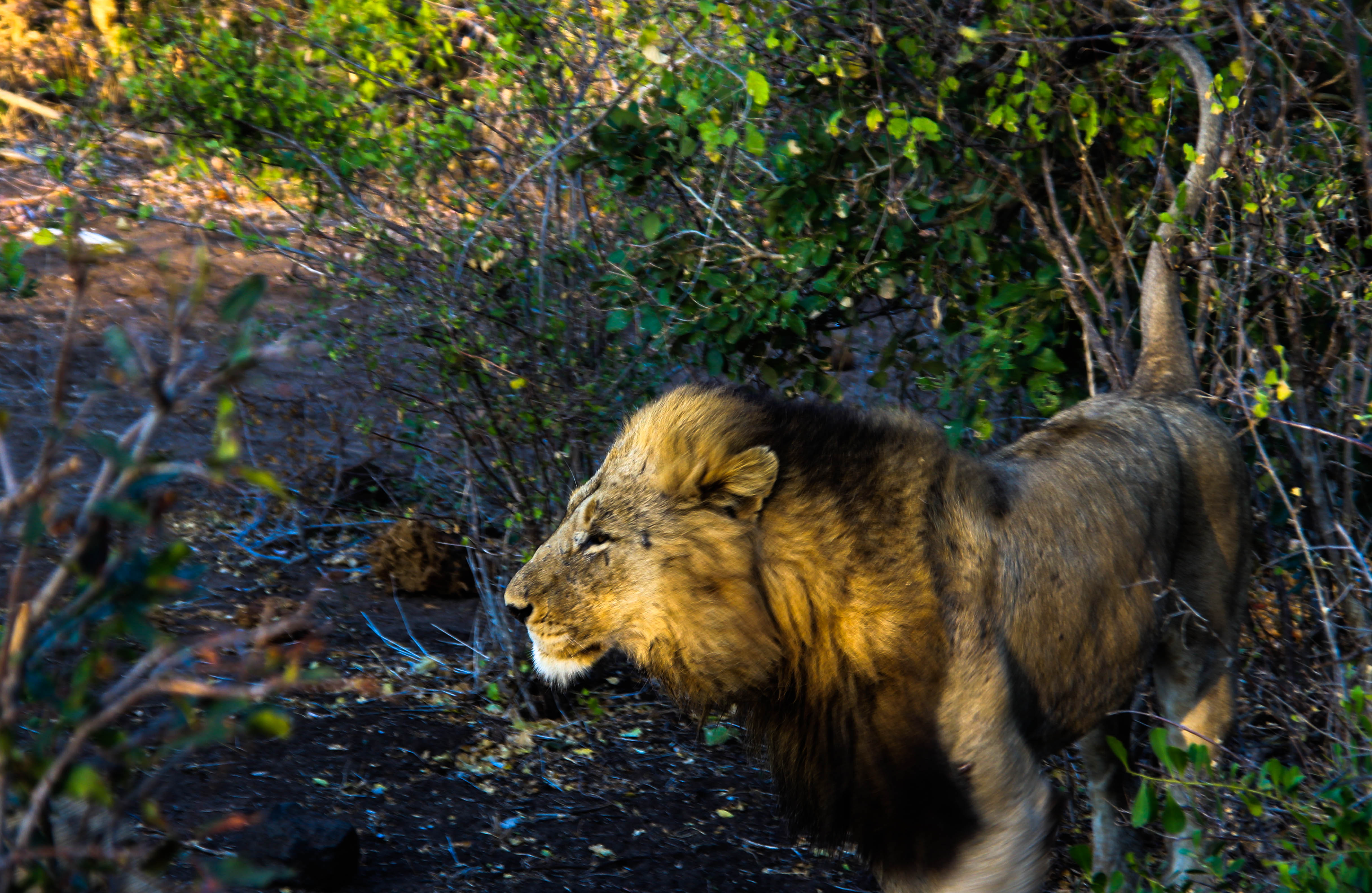 Satara_male lion early mormning_Sam.jpg