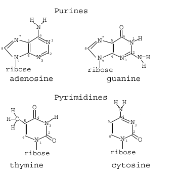 DNA bases.gif