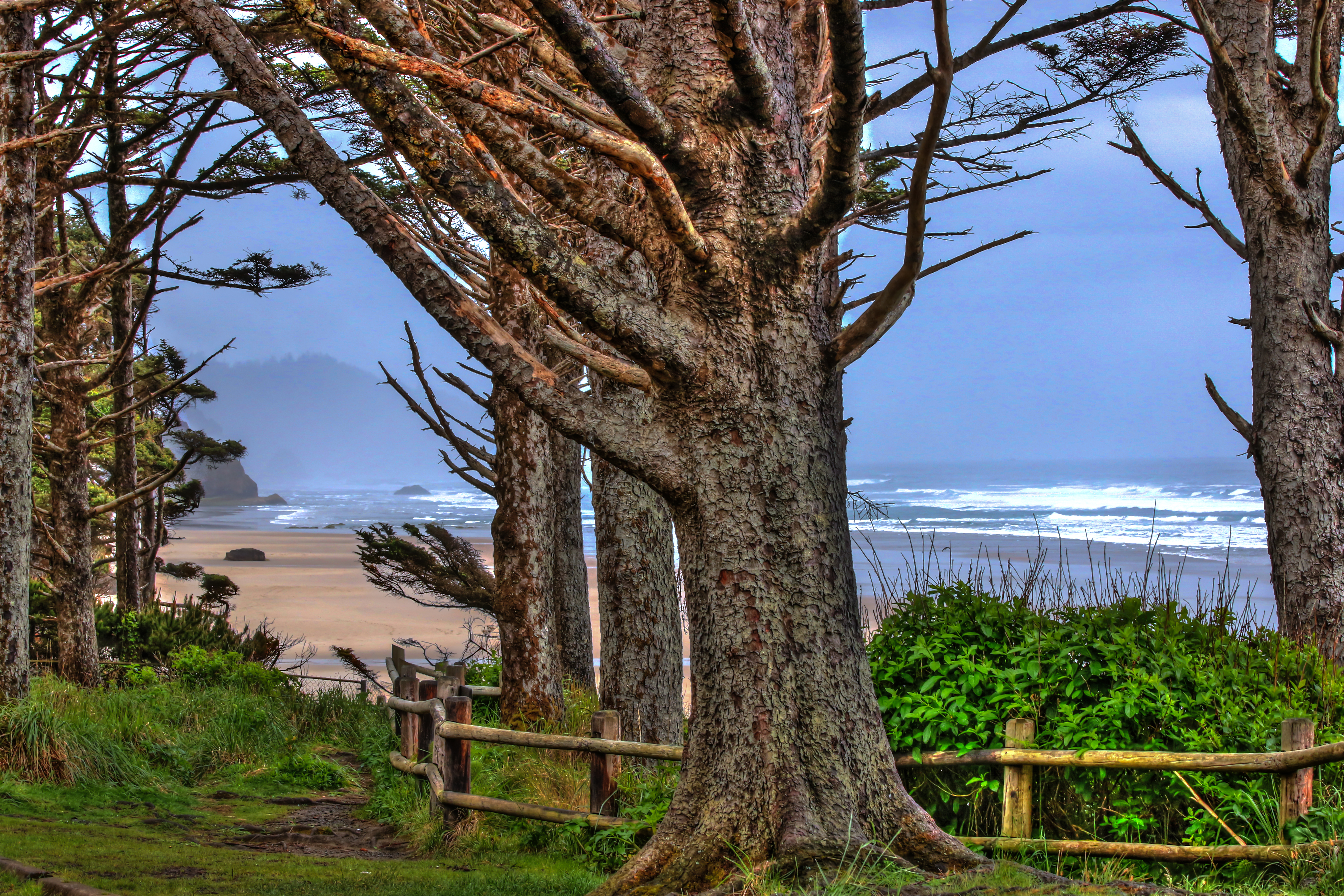 Oregon Coast Trees.jpg