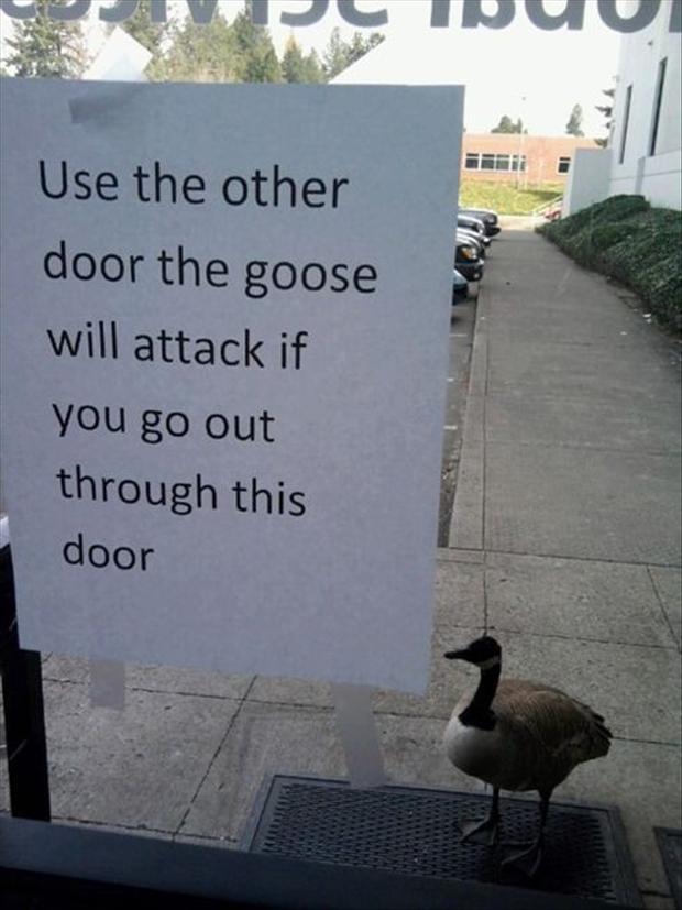 goose 3.jpg