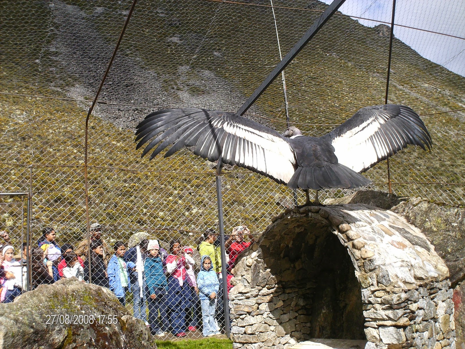 Condor-Alas Abiertas.JPG