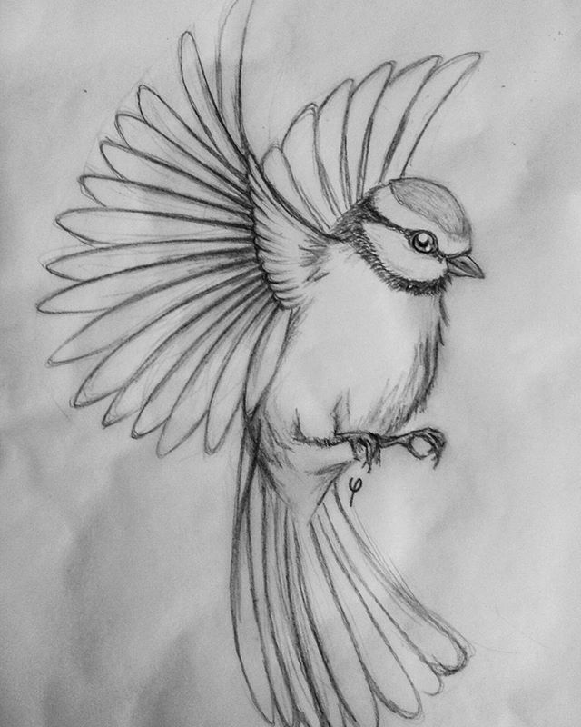 b67abeaf7ddc73c5c74d21c6cf9cc45f--tattoo-bird-blue-tit-tattoo.jpg