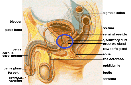 Male_anatomy.png