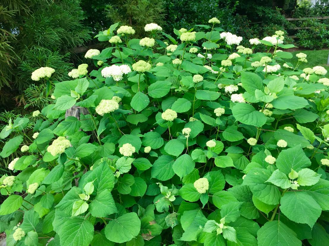 post hydrangea annabelle.jpg