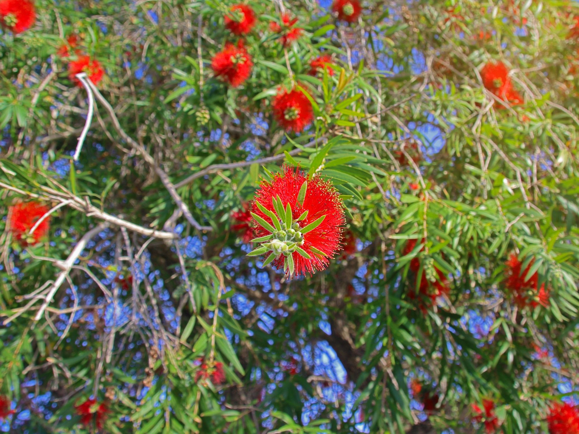 Callistemon citrynus