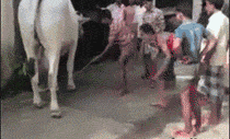 47.gif