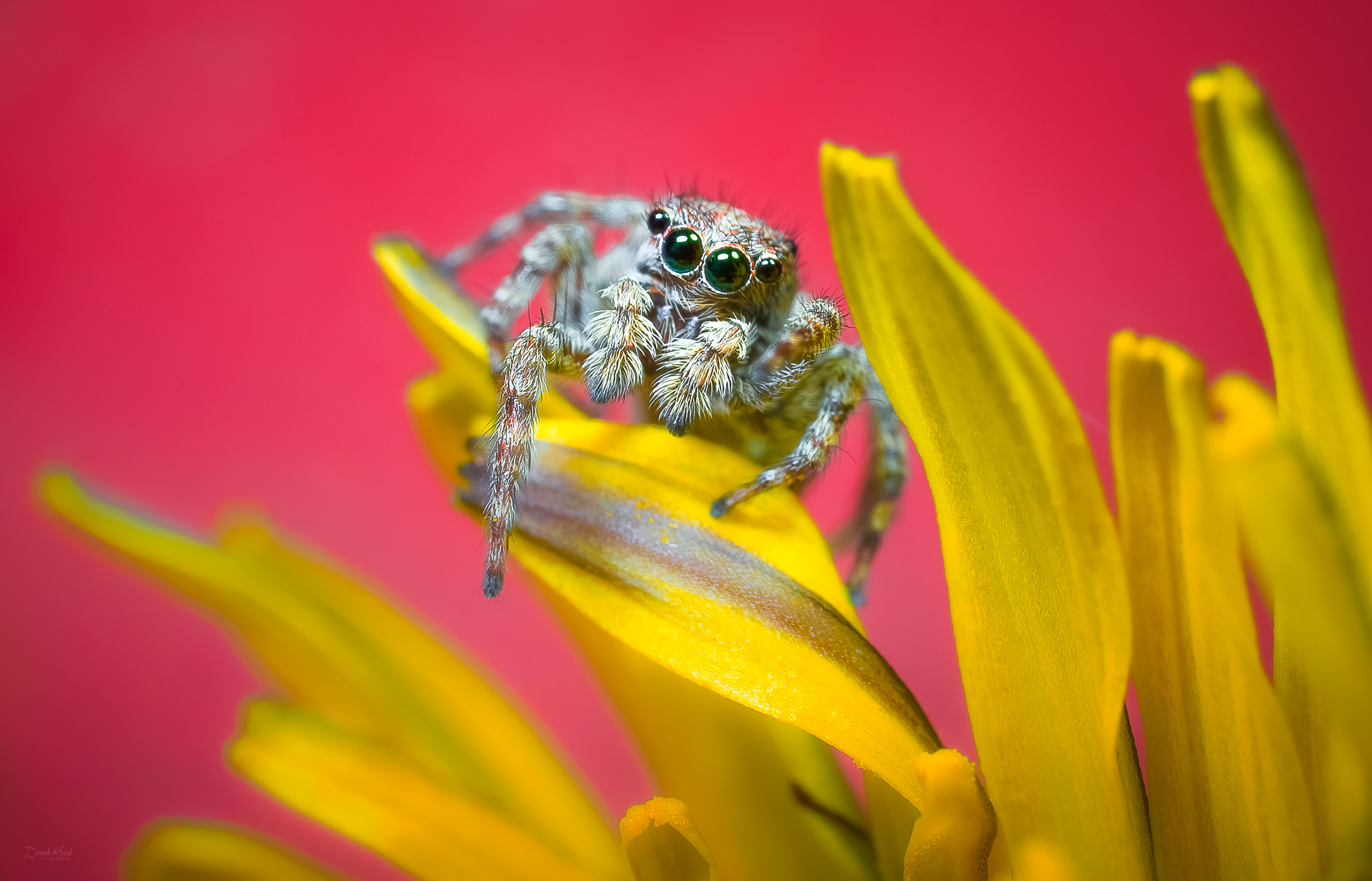 Dandelion Spider.jpg