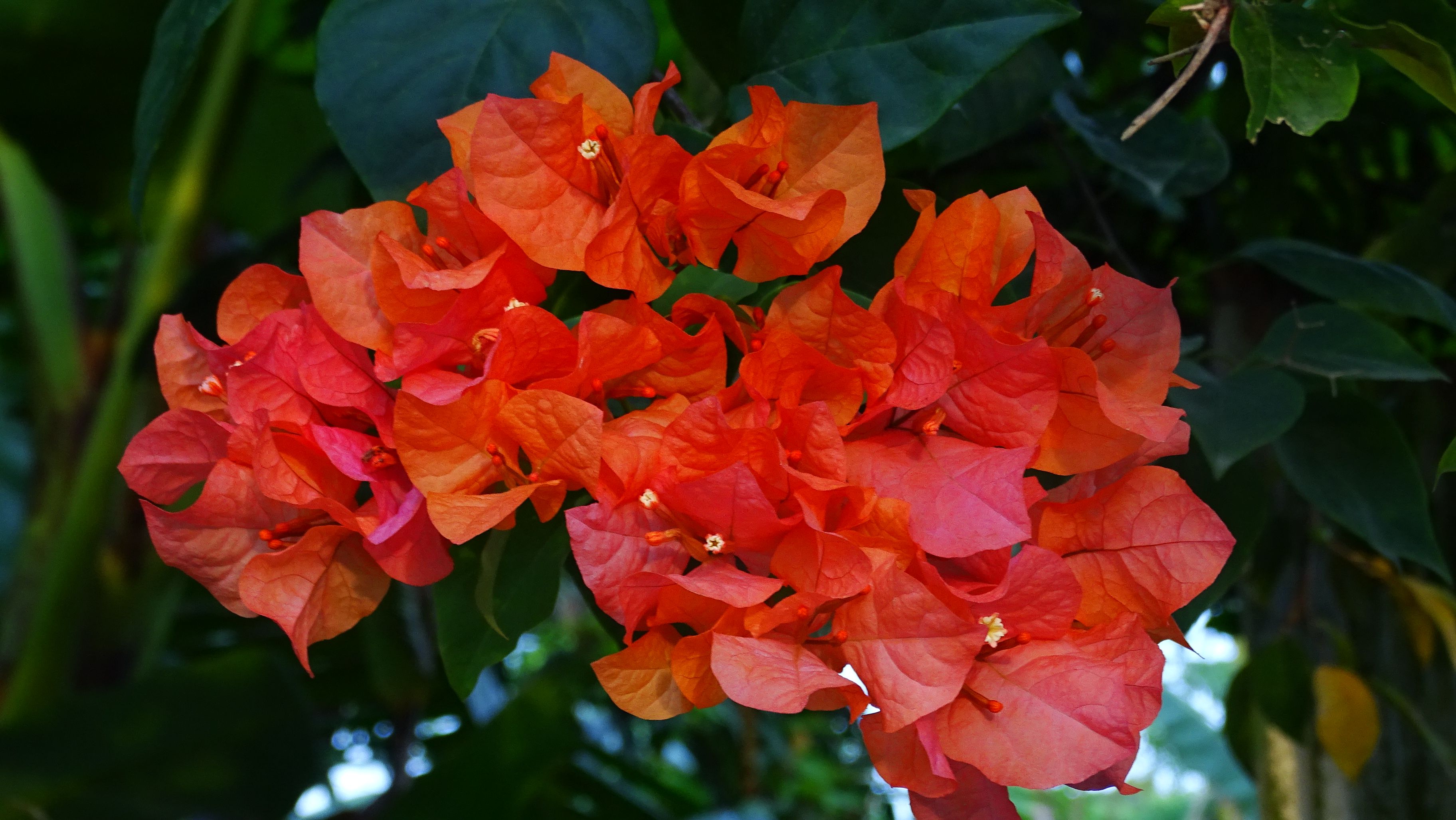 DSC03537.JPG