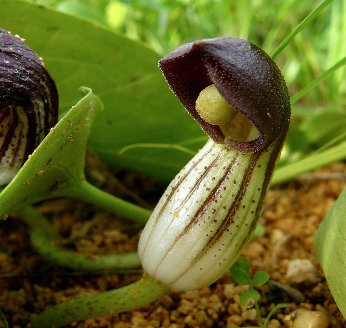 Tình yêu cây cỏ ĐV2 - Page 82 Arisarum%20simorrhinum%203