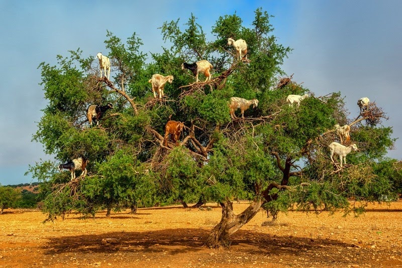 goats-argan-trees-7[6].jpg