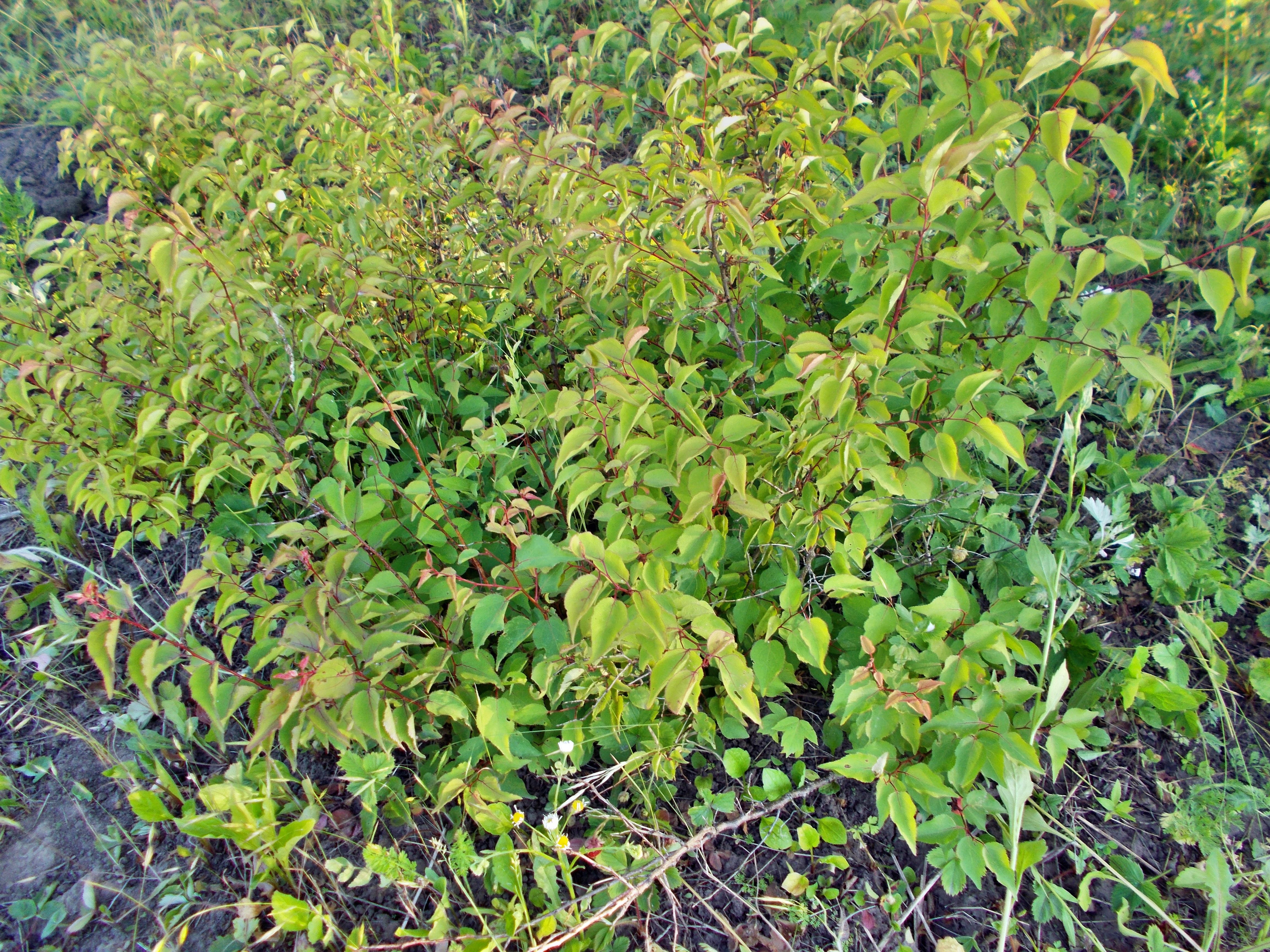 DSCN0950.JPG