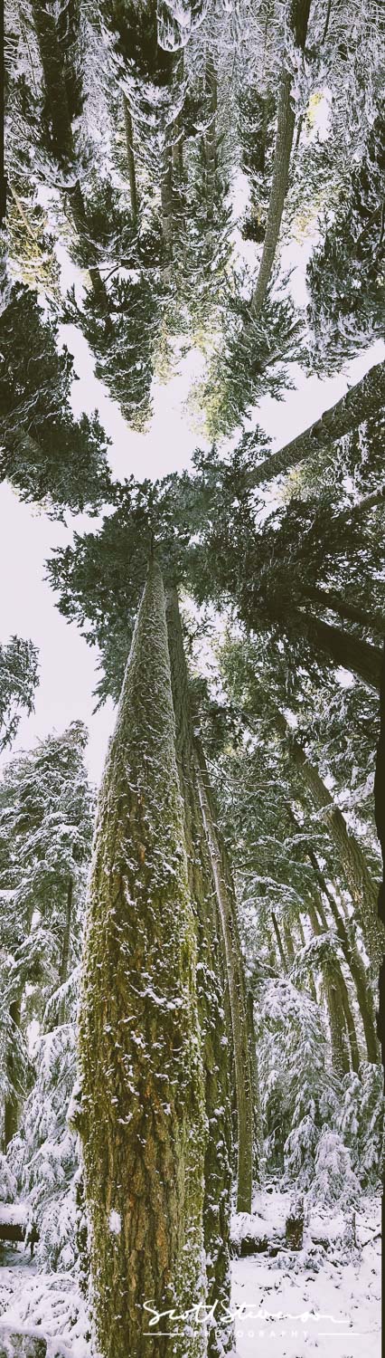 Cathedral Grove-2.jpg