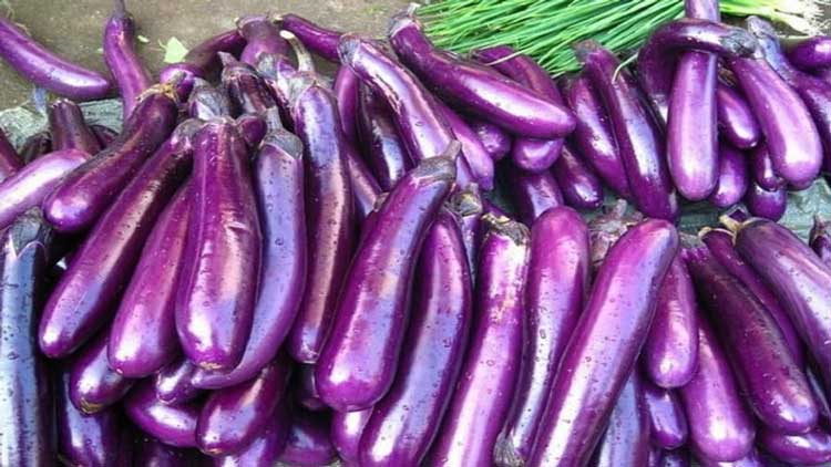 Brinjal1.jpg