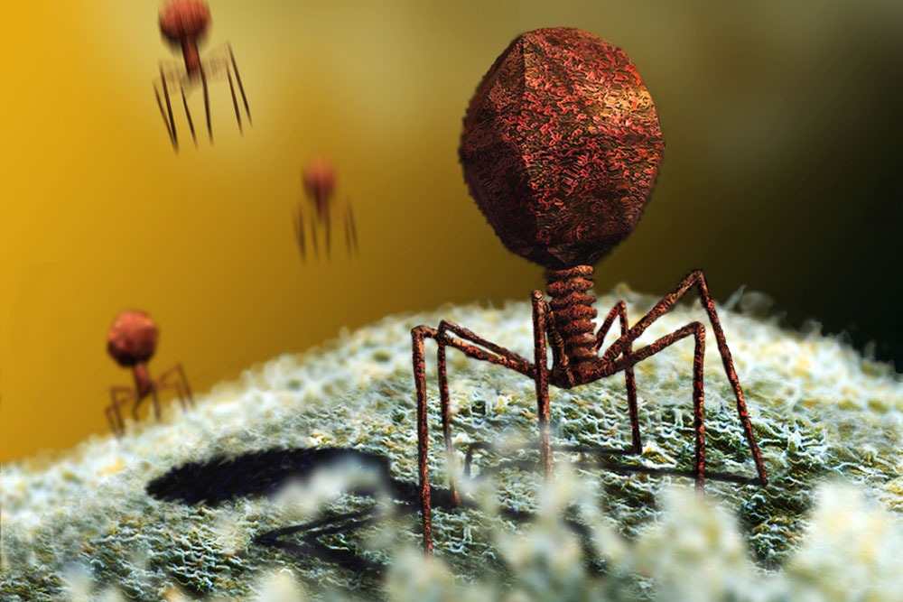 phages1.jpg