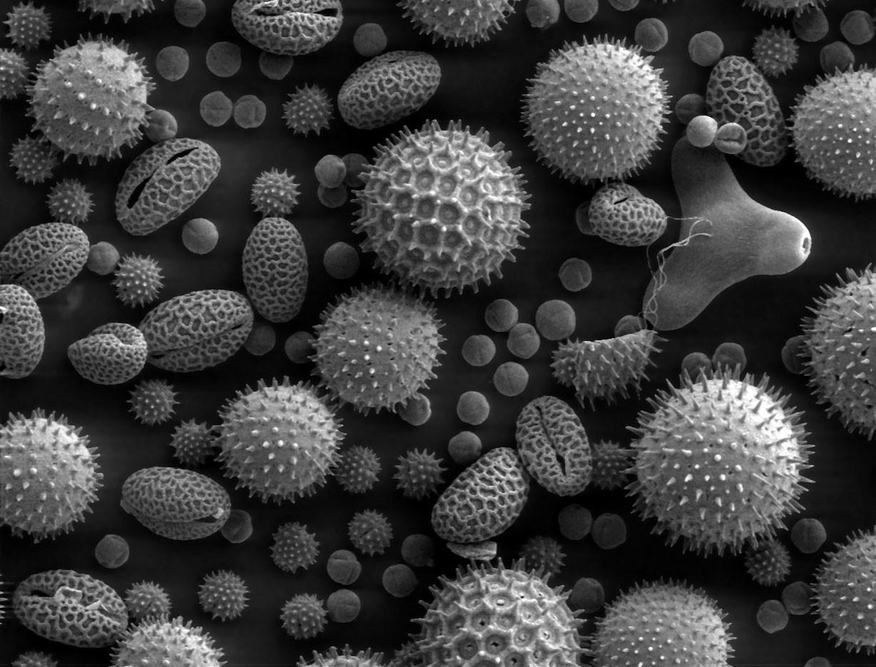 SEM images - Pollen.jpg