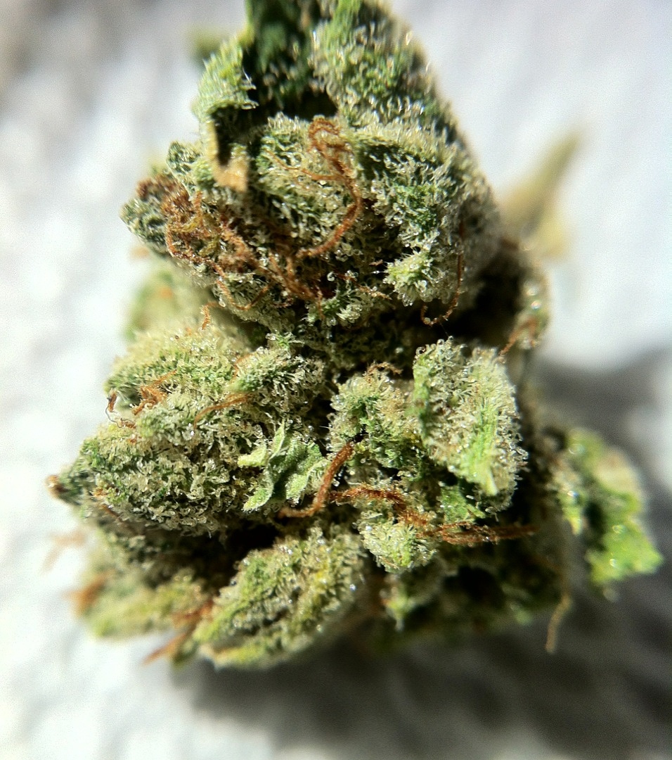 BUD MACRO SKYWALKER.jpg