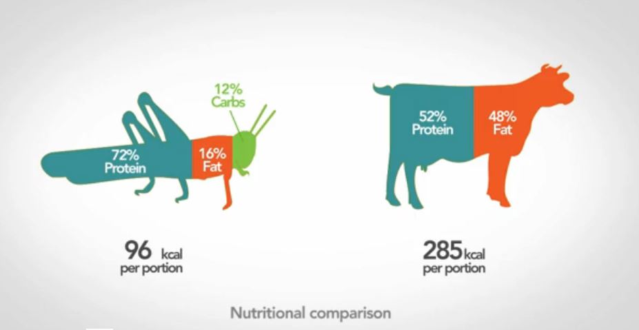 manger_des_insectes_une_alternative_écologique_et_nutritionnelle-2.jpg