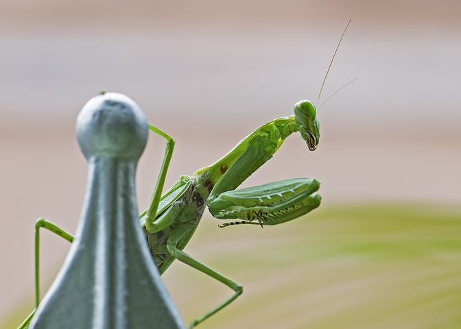 praying-mantis-1650102__480.jpg