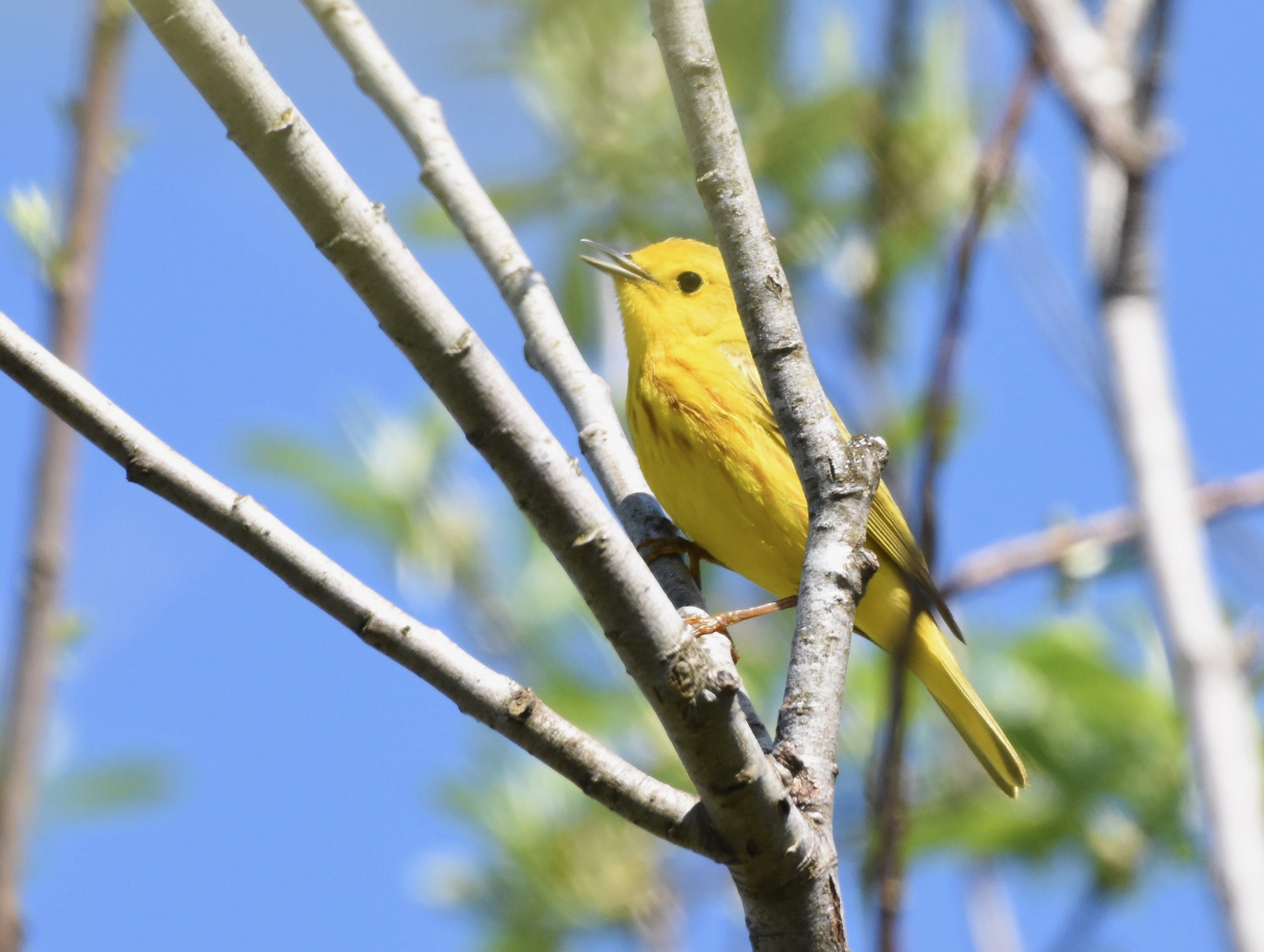 DSC_4690.jpg