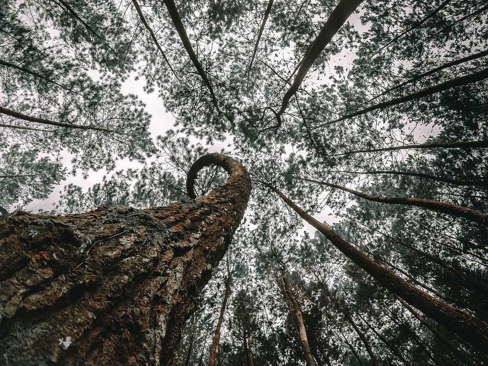 Nature-Landscape-Winter-Wood-Tree-Branch-Outdoors-3271127.jpg