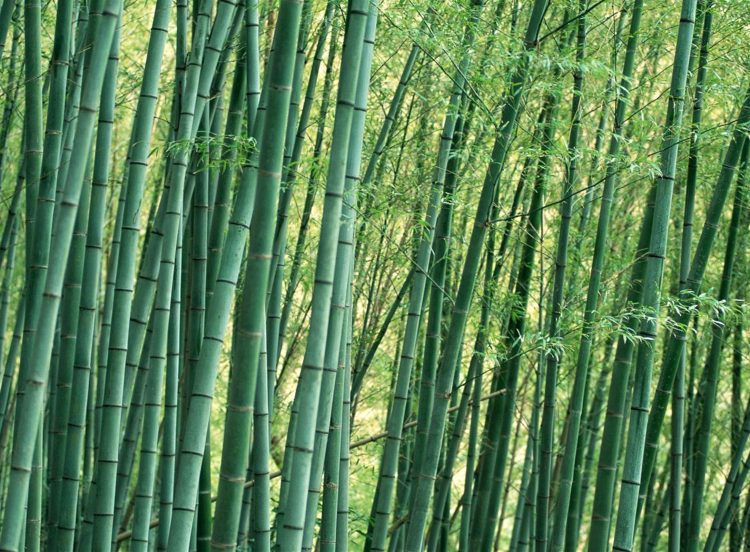 bamboo-grove-750x552.jpg