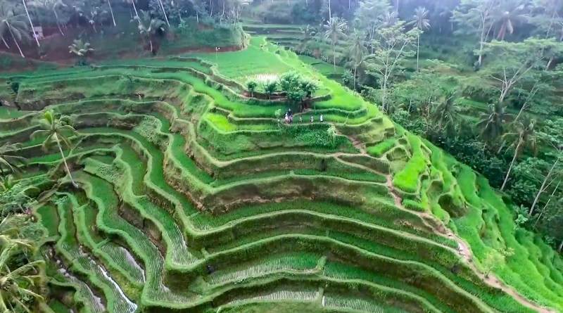 sawah-terasering-ubud-bali.jpg