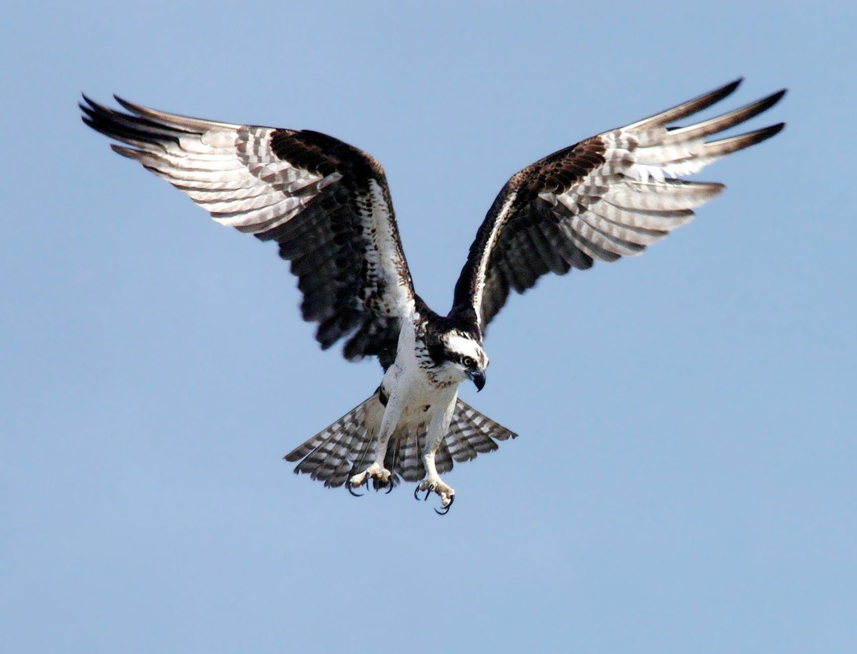 osprey-adler-bird-of-prey-raptor-73825.jpeg