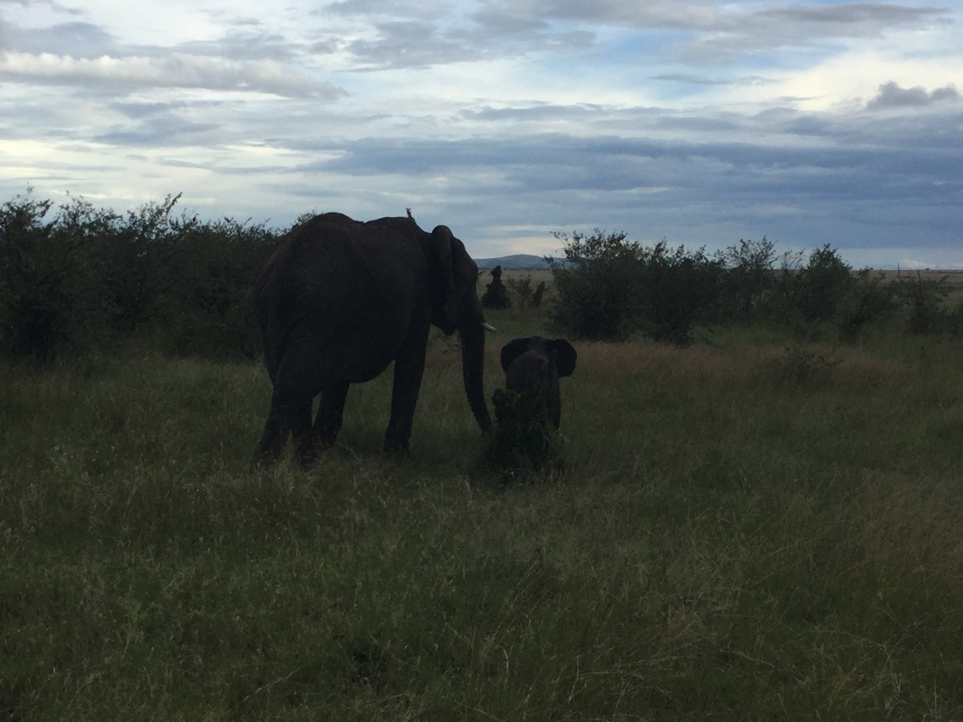 Elephant mother and baby.jpg