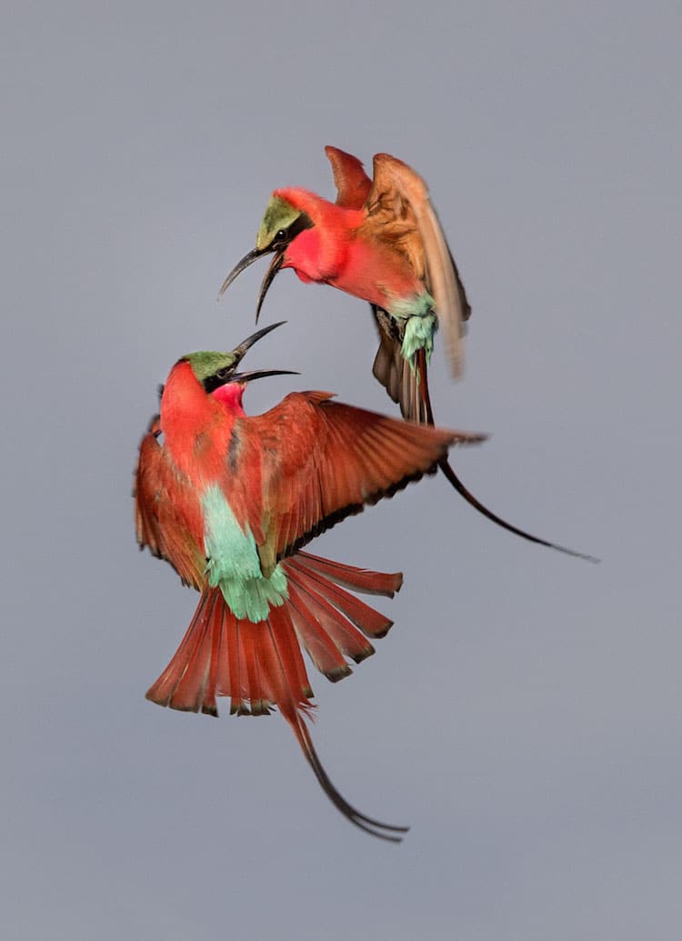 2017-audubon-photography-awards-zacharywebster-southerncarminebee-eater-youth.jpg