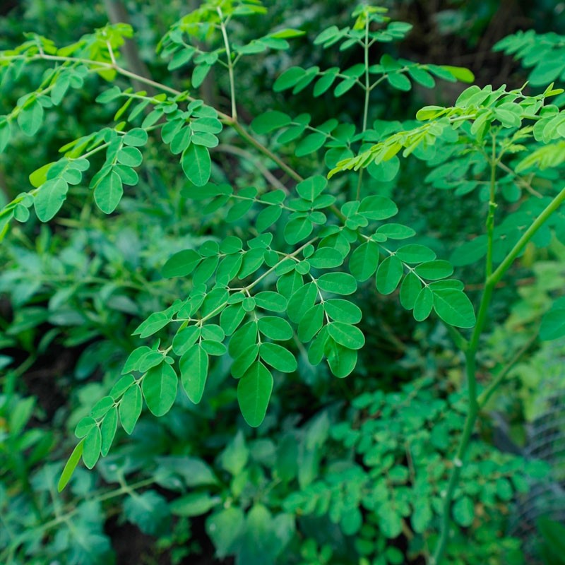 moringa-oleifera-1-planta.jpg
